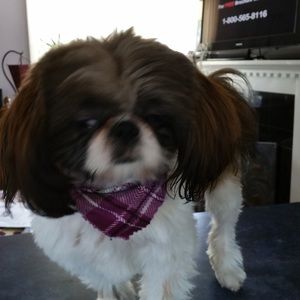 Meet your Posher, Kim